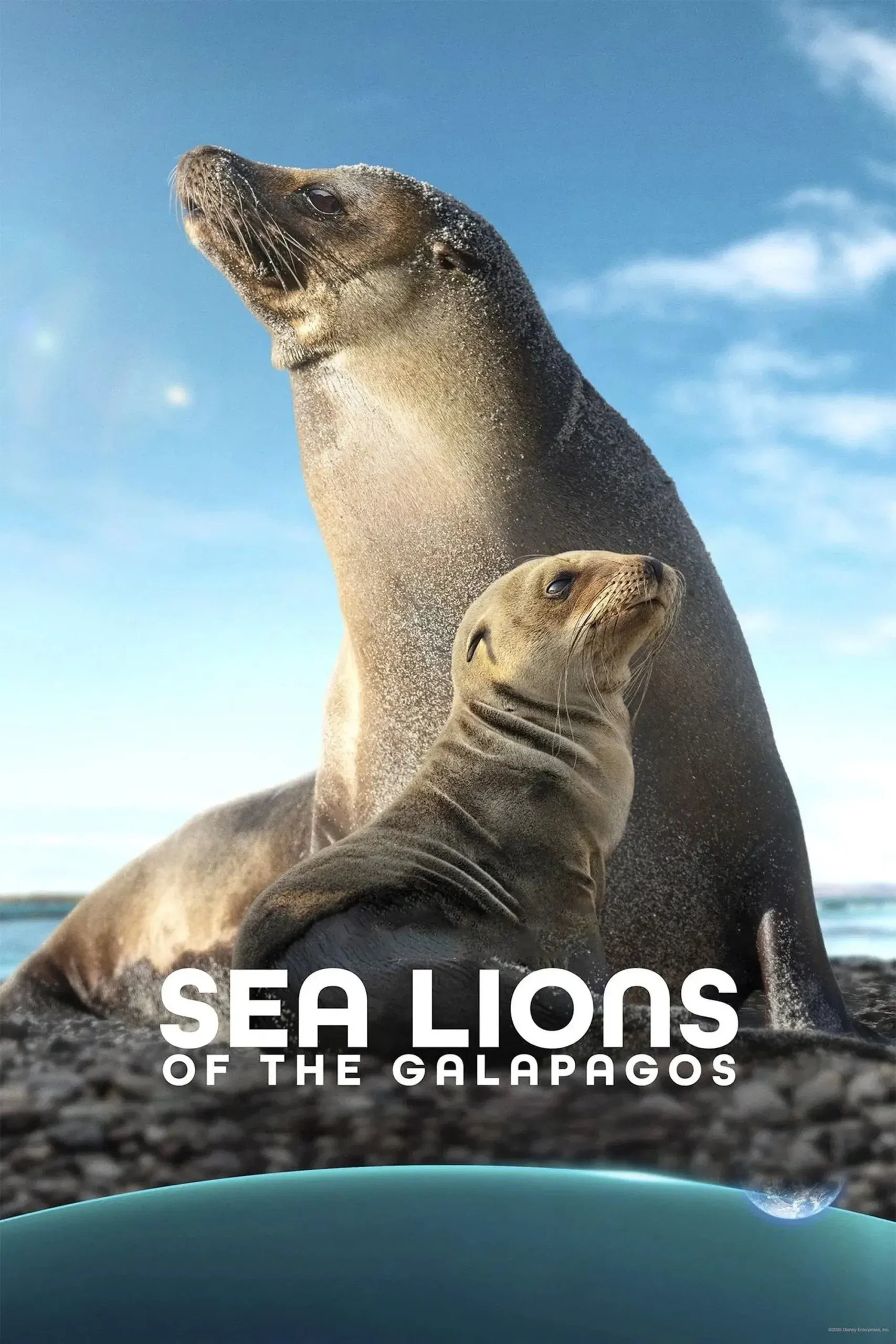 شیرهای دریایی گالاپاگوس (Sea Lions of the Galapagos)